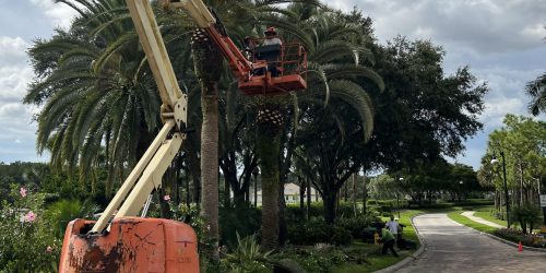 Tree Service, Tree Removal, Tree Trimming, Tree Pruning